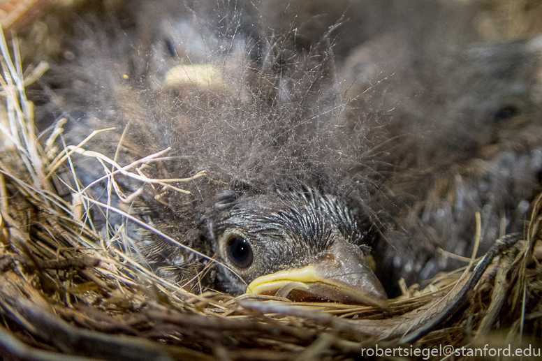 junco